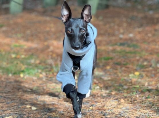 whippet greyhound jumper