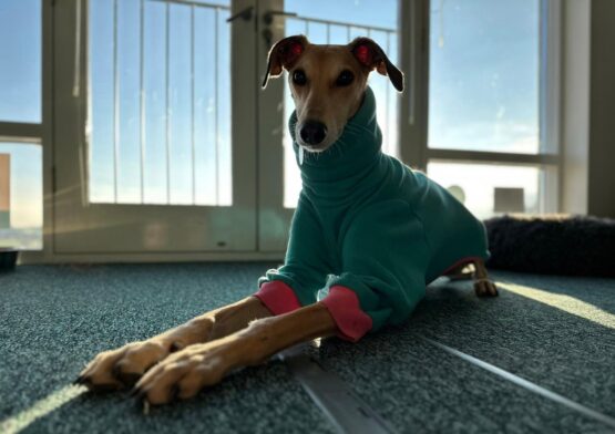 whippet greyhound jumper