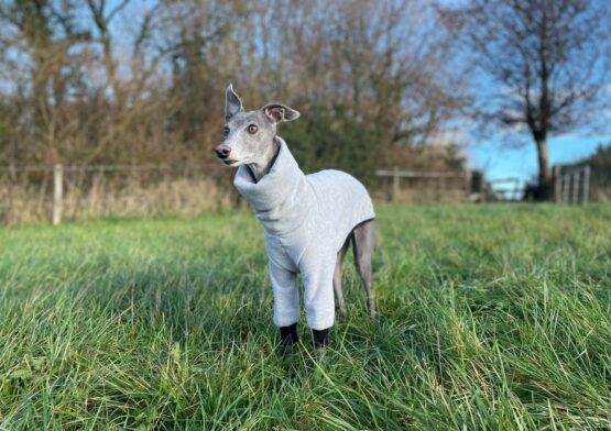 whippet greyhound jumper