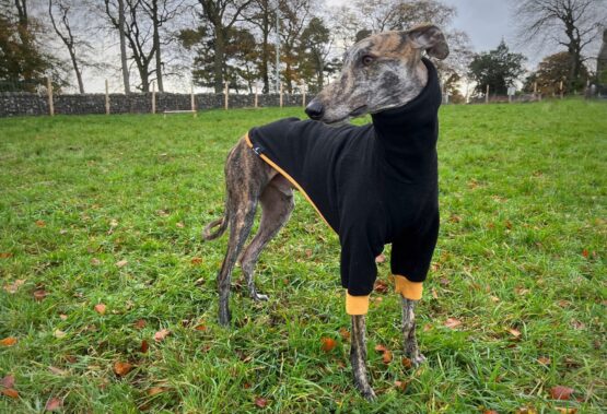 whippet greyhound jumper