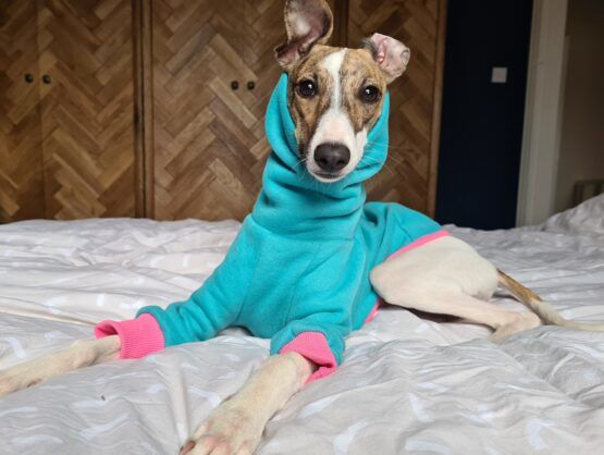 whippet greyhound jumper