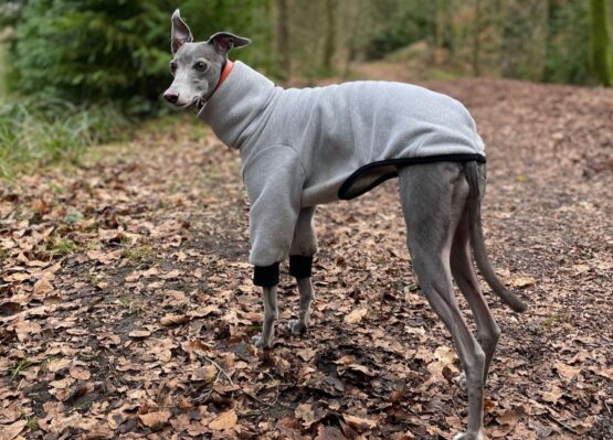whippet greyhound jumper