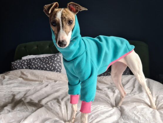 whippet greyhound jumper