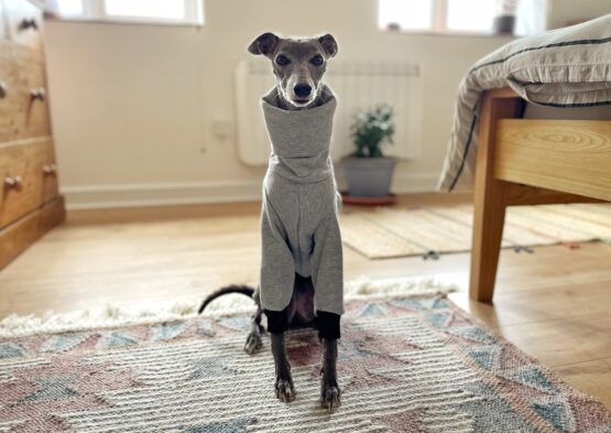 whippet greyhound jumper
