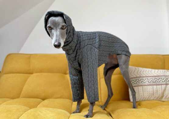 whippet greyhound jumper