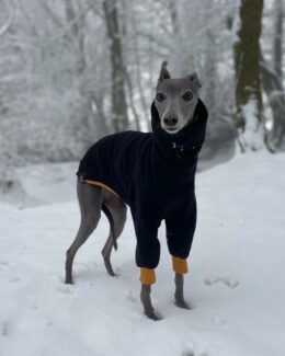 whippet greyhound jumper