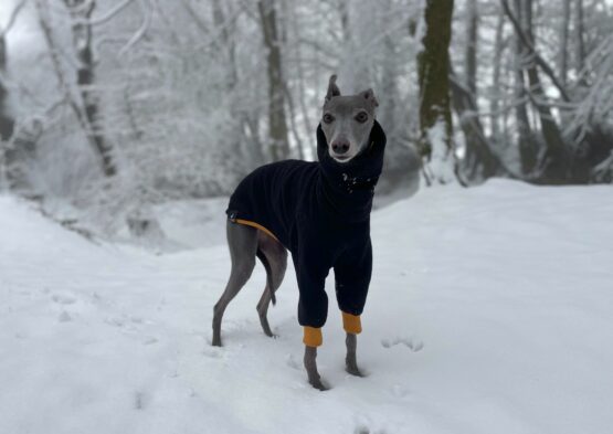 whippet greyhound jumper