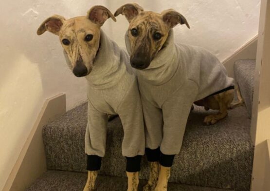 whippet greyhound jumper