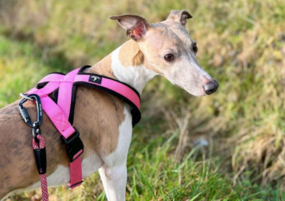 whippet greyhound harness