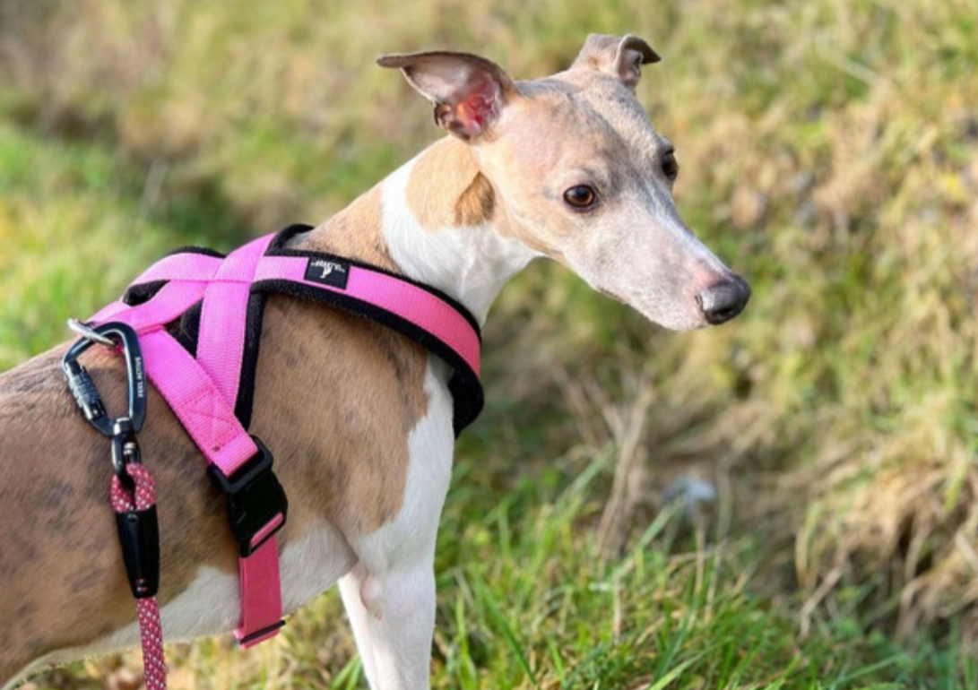 Pink Padded Fleece Whippet Greyhound Harness Italian Lurcher