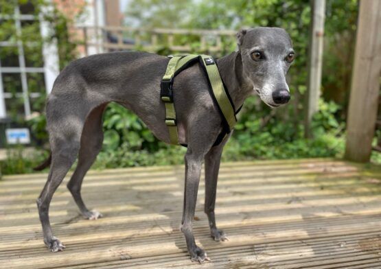 whippet greyhound harness