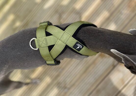 whippet greyhound harness