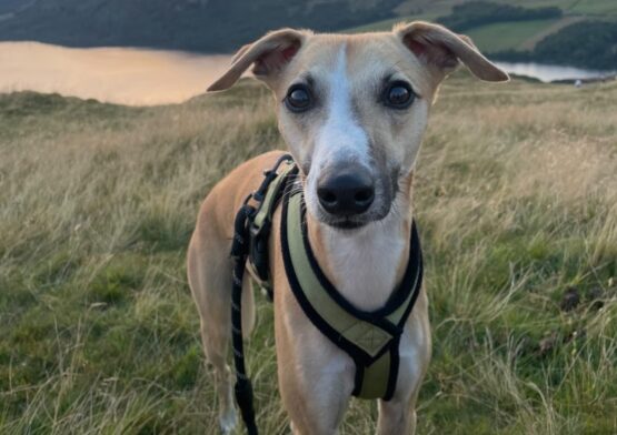 whippet greyhound harness