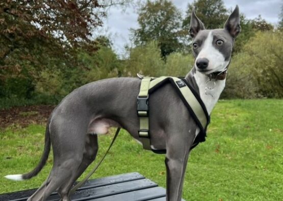 whippet greyhound harness