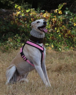 whippet greyhound harness