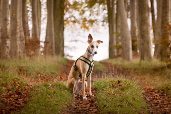 whippet greyhound harness