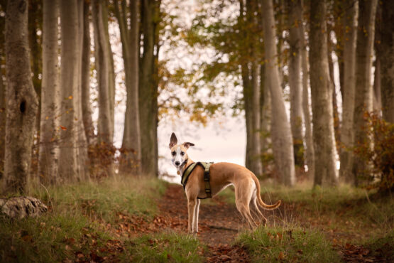 whippet greyhound harness