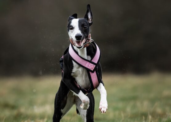 whippet greyhound harness