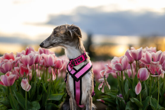 whippet greyhound harness