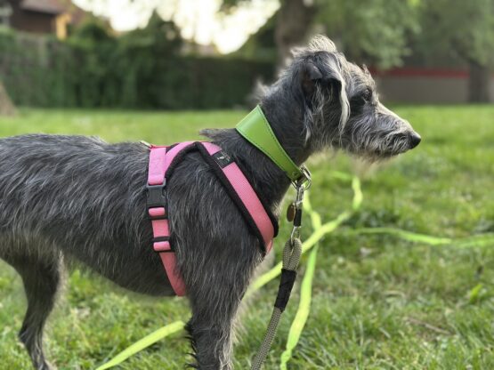 whippet greyhound collar