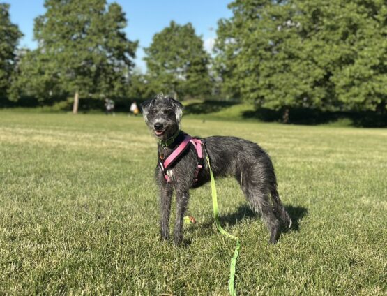 whippet greyhound harness
