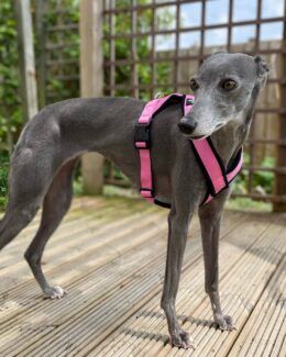 whippet greyhound harness