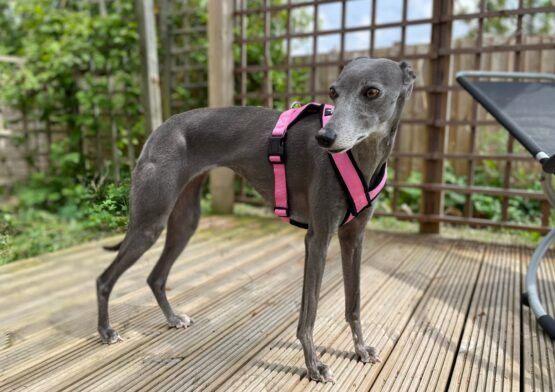 whippet greyhound harness