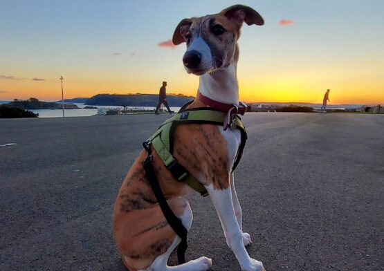 whippet greyhound harness