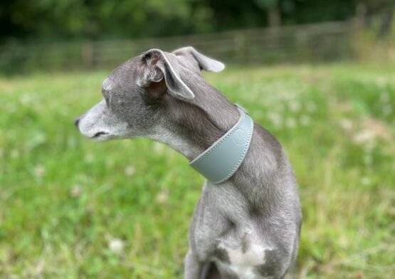 whippet greyhound collar