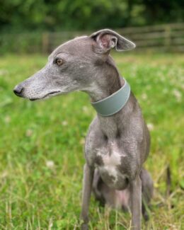 whippet greyhound collar