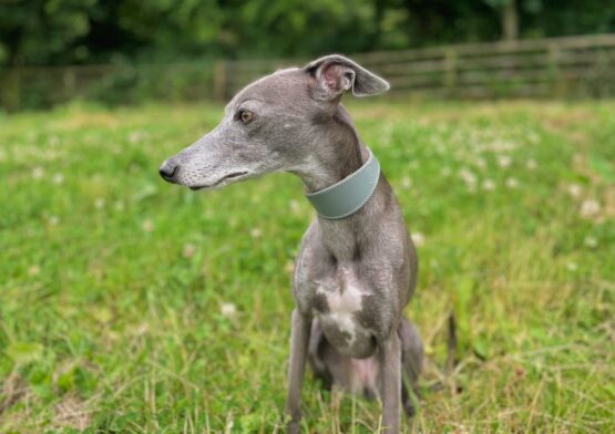 whippet greyhound collar
