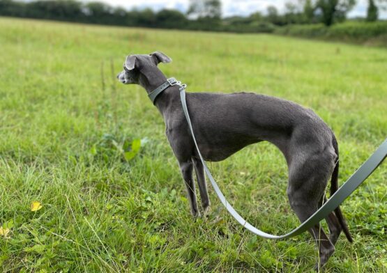 whippet greyhound collar