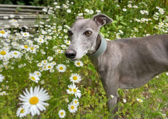 whippet greyhound collar
