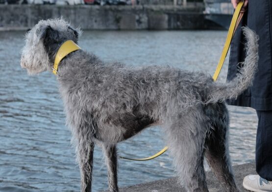 whippet greyhound collar