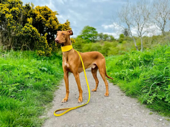 whippet greyhound collar