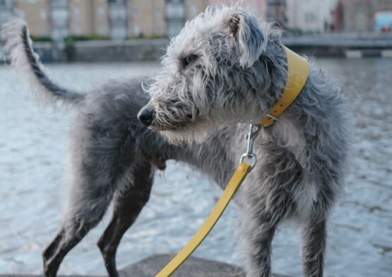 whippet greyhound collar