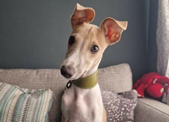 whippet greyhound collar