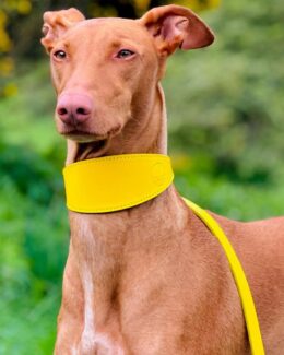 whippet greyhound collar