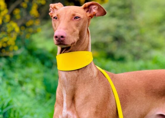 whippet greyhound collar