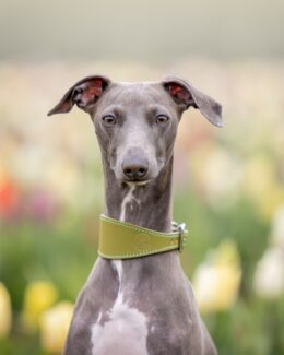 whippet greyhound collar