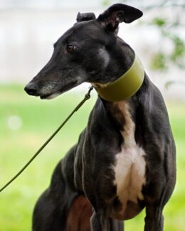 Olive Leather Whippet Greyhound Collar