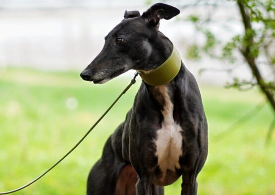 Olive Leather Whippet Greyhound Collar