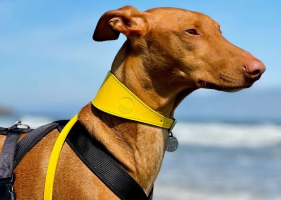 whippet greyhound collar