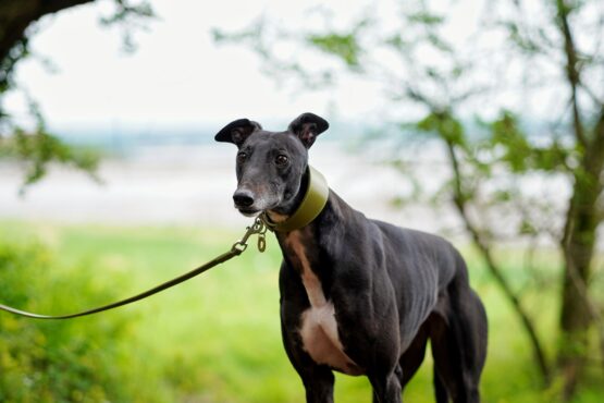whippet greyhound collar