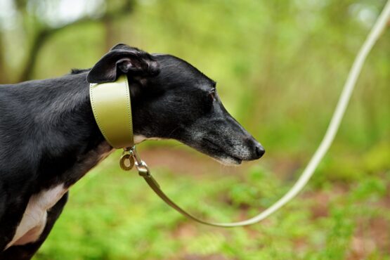 whippet greyhound collar