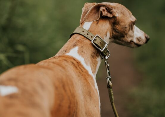 whippet greyhound collar