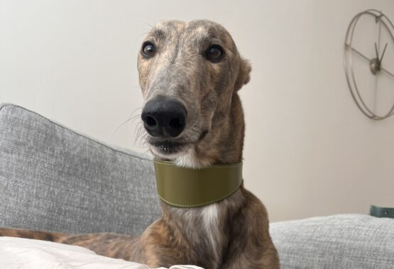 whippet greyhound collar
