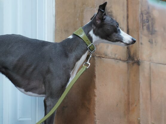 whippet greyhound collar