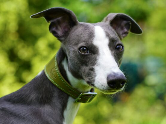 whippet greyhound collar
