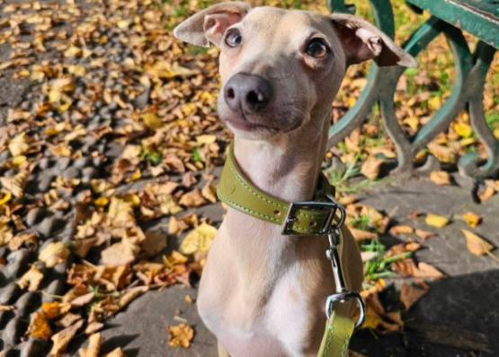 whippet greyhound collar